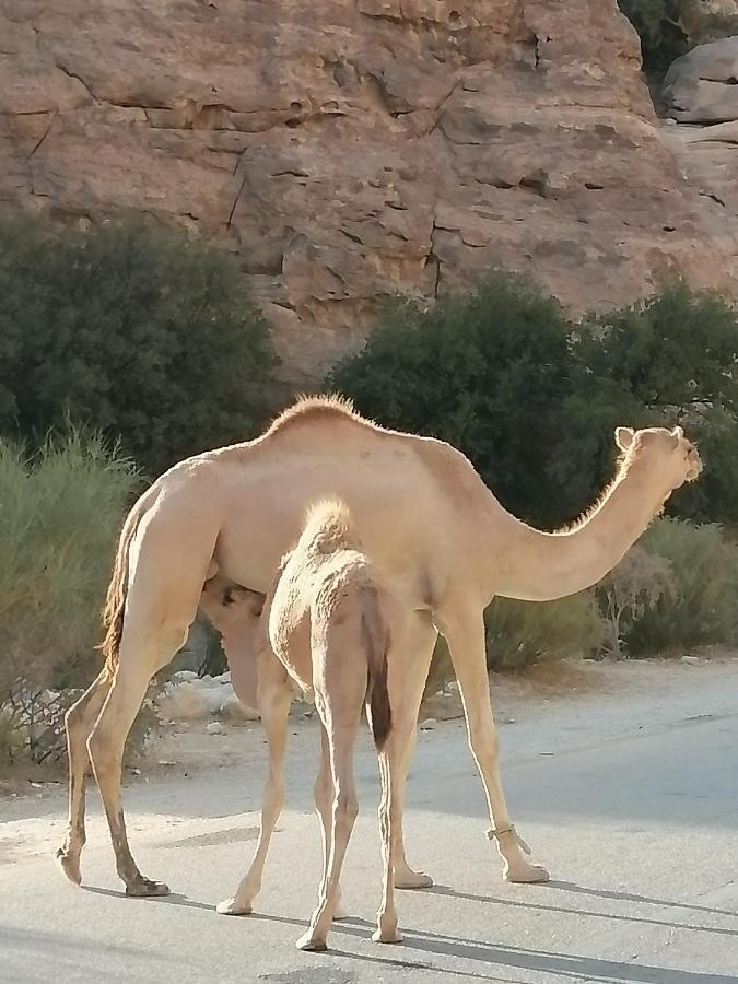 Hamoudah *